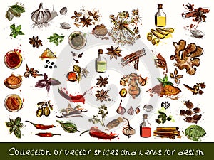 vector spices and herbs chili, vanilla, curry, mint, dill, parsley, anise and many other in engraved and watercolor styles