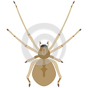 Vector spider cheiracanthium insect species illustration on white