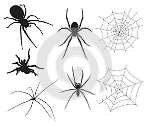 Vector Spider Illustrations