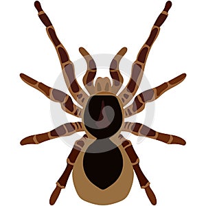 Vector spider theraphosa blondi illustration isolated on white