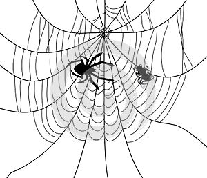 vector spider, web and a caught fly