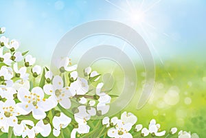 Vector spring background.