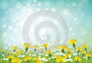 Vector spring background with chamomiles and dande