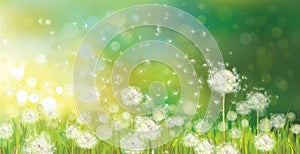 Vector of spring background with white dandelions.