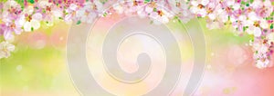 Vector spring,blossom, floral background.