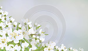 Vector spring blossoming background.