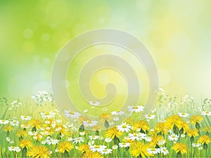 Vector spring  blossoming  meadow, yellow dandelions and daisies