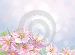 Vector of spring blossoming tree with bokeh backgr