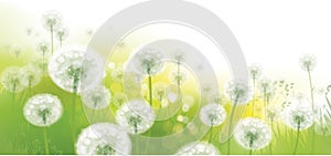 Vector spring bokeh background with white dandelions