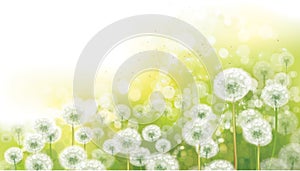 Vector spring bokeh background with white dandelions