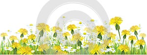 Vector spring flowers, yellow chamomiles and dand