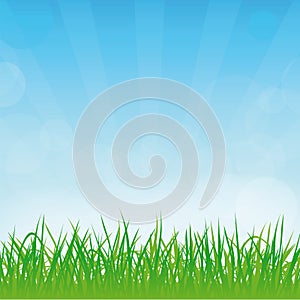 Vector spring or summer background