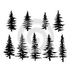 Vector spruce tree, ink plant sketch, hand drawing, black silhouette photo