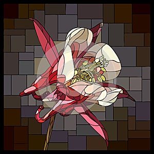 Vector stained glass window with blooming pink aquilegia.