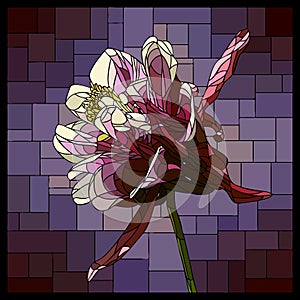 Vector stained glass window with blooming violet aquilegia.