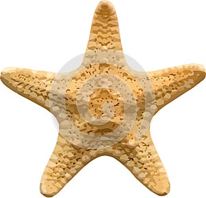 Vector starfish