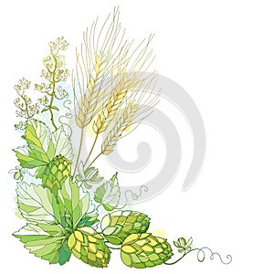 Vector stem with ornate Hops and barley ears. Barley, leaves and hops in pastel on white. Hops and barley for beer.