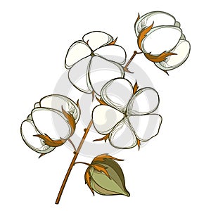 Vector stem with outline Cotton boll with leaf and capsule in white and brown isolated on white background.