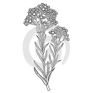 Vector stem of outline Helichrysum arenarium or everlasting or immortelle flower bunch, bud and leaves in black isolated on white.