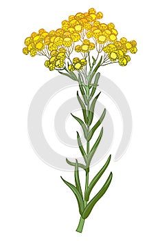 Vector stem of outline Helichrysum arenarium or everlasting or immortelle flower bunch, bud and leaves in yellow isolated.