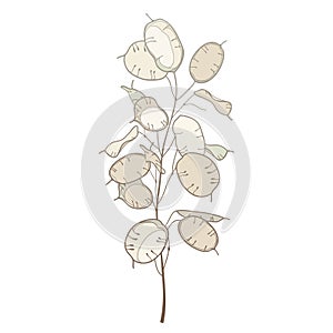 Vector stem of outline Lunaria or Honesty or moonwort dried flower bunch in pastel beige isolated on white background.