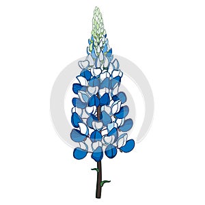 Vector stem with outline Lupin or Lupine or Texas Bluebonnet ornate flower bunch with bud in pastel blue isolated on white.