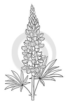 Vector stem with outline Lupine or Bluebonnet flower bunch with bud and leaf in black isolated on white background.