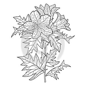 Vector stem of outline toxic Hyoscyamus niger or Henbane or stinking nightshade flower bunch and ornate leaf in black isolated.