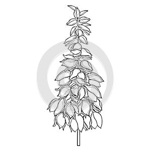 Vector stem with outline Yucca filamentosa or Adamâ€™s needle flower bunch and ornate bud in black isolated on white background.