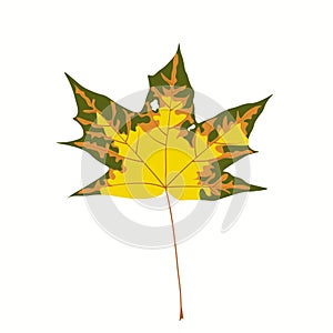 Vector stock illustration of autumn leaf. Yellow canadian maple. A dead sprout from a tree.