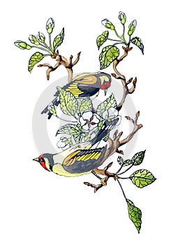 Vector stock illustration of couple bird on apple branch, white blossom spring flower, green leaves. Floral watercolor