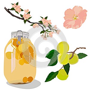 Vector stock illustration of plum wine. Japanese alcohol made of plums. Set Bank in compote, apricot fruit, flowering tree