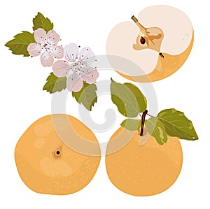 Vector stock illustration of a Snow pear or Korean pear on white background