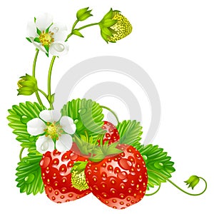 Vector strawberry frame isolated on background