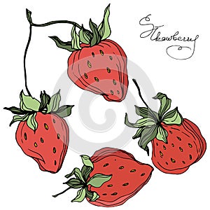 Vector Strawberry fruits. Green leaf. Red and green engraved ink art. Isolated strawberry illustration element.