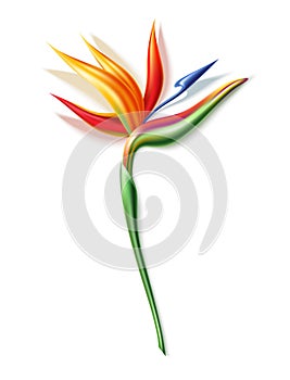 Vector strelizia reginae realistic flower in 3d