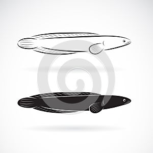 Vector of striped snakehead fish Channa striata  on white background. Animal. Aquatic animals. Easy editable layered vector