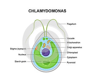 Vector structure of Chlamydomonas. Educational illustration