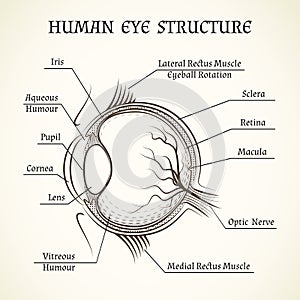 Vector structure of the human eye