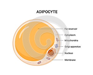 Vector structure of white fat cell. Illustration of adipose..