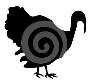 Vector Strutting Turkey Isolated on White.