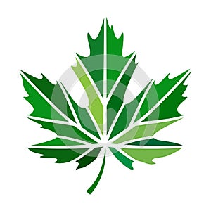 Vector stylize logo with green maple leaf photo