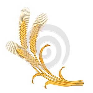 Vector stylized image of a bunch of three yellow ripe wheat ears with leaves and awns.