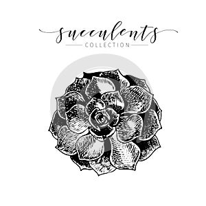 Vector succculent. Hand drawn botanical art isolated on white background.