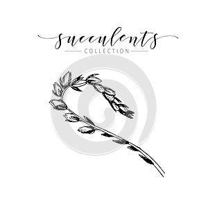 Vector succculent. Hand drawn botanical art isolated on white background. Floral illustration.