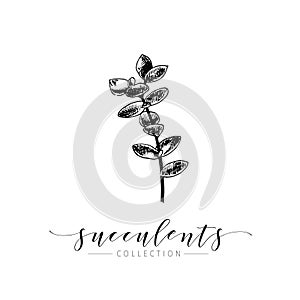 Vector succculent. Hand drawn botanical art isolated on white background. Floral illustration.