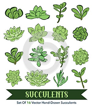 Vector Succulents Hand Drawn 16 Set Seamless