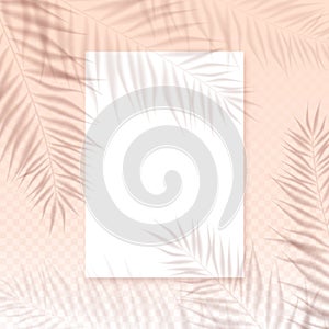 Vector summer background with transparent overlay palm leaves shadow and paper blank on pink wall. Realistic soft light mockup