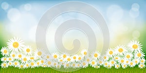 Vector summer nature background with chamomiles flowers and green grass fields, Spring background with abstract blurry bokeh light