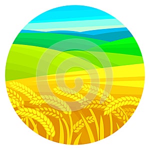 Vector summer rural landscape. Ripe ears of wheat, yellow and green hills, blue sky.